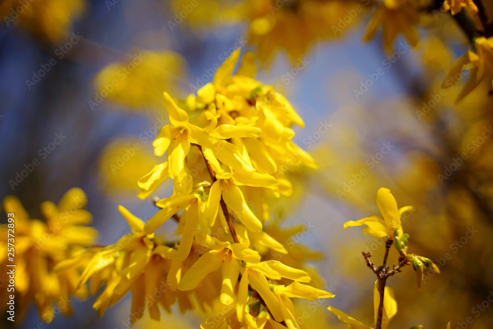 Gelb blühende Forsythie im Frühling zu Ostern Gelb blühende Forsythie im Frühling zu Ostern