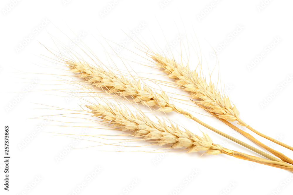Sheaf of wheat ears on white background. Sheaf of wheat ears on white background.