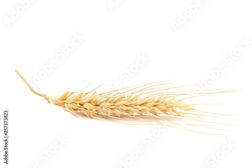 Sheaf of wheat ears on white background.