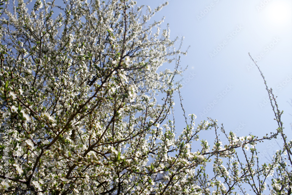 Spring blossom background. Beautiful blooming tree and sun flare. Sunny day. Spring flowers. Beautiful Orchard. Springtime. Orchard blossoms. Blooming tree and bees. Cover wallpaper photo. Spring blossom background. Beautiful blooming tree and sun flare. Sunny day. Spring flowers. Beautiful Orchard. Springtime. Orchard blossoms. Blooming tree and bees. Cover wallpaper photo.
