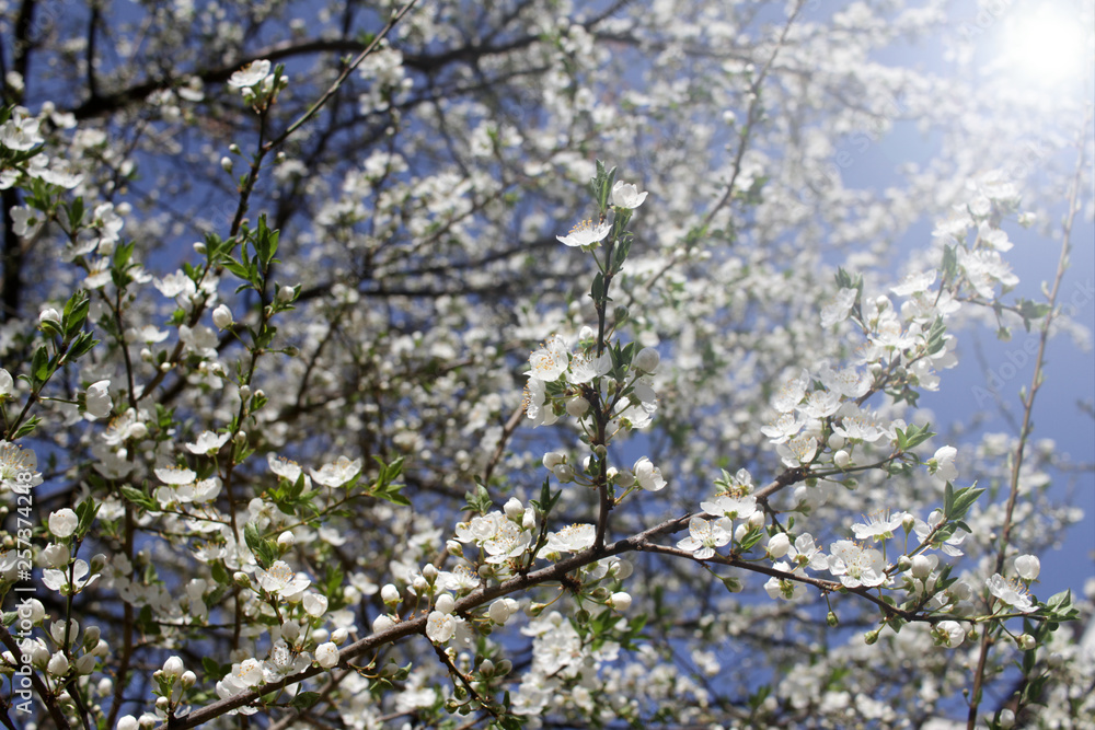 Spring blossom background. Beautiful blooming tree and sun flare. Sunny day. Spring flowers. Beautiful Orchard. Springtime. Orchard blossoms. Blooming tree and bees. Cover wallpaper photo. Spring blossom background. Beautiful blooming tree and sun flare. Sunny day. Spring flowers. Beautiful Orchard. Springtime. Orchard blossoms. Blooming tree and bees. Cover wallpaper photo.