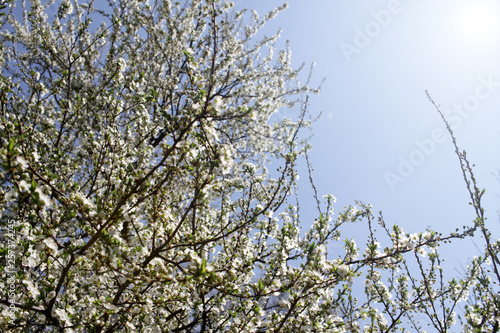 Spring blossom background. Beautiful blooming tree and sun flare. Sunny day. Spring flowers. Beautiful Orchard. Springtime. Orchard blossoms. Blooming tree and bees. Cover wallpaper photo.