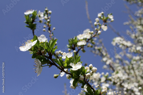 Spring blossom background. Beautiful blooming tree and sun flare. Sunny day. Spring flowers. Beautiful Orchard. Springtime. Orchard blossoms. Blooming tree and bees. Cover wallpaper photo.