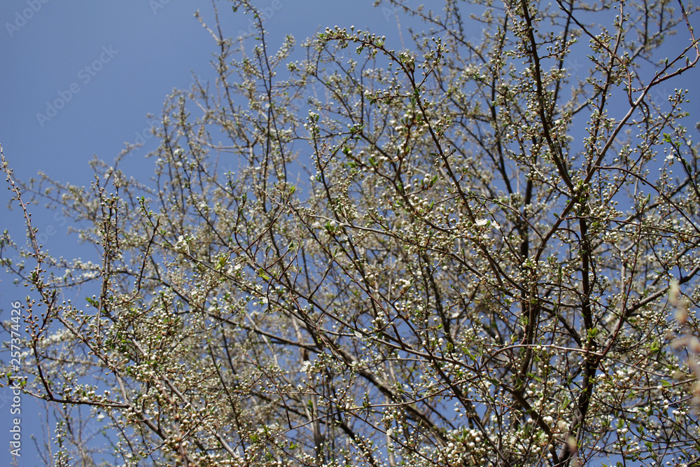 Spring blossom background. Beautiful blooming tree and sun flare. Sunny day. Spring flowers. Beautiful Orchard. Springtime. Orchard blossoms. Blooming tree and bees. Cover wallpaper photo. Spring blossom background. Beautiful blooming tree and sun flare. Sunny day. Spring flowers. Beautiful Orchard. Springtime. Orchard blossoms. Blooming tree and bees. Cover wallpaper photo.