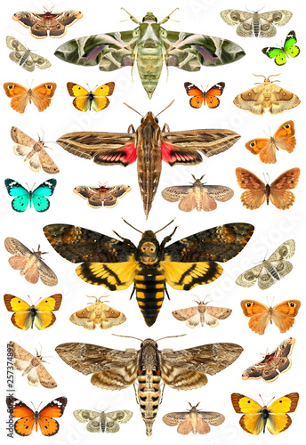 Butterflies and moths. Isolated on a white background 