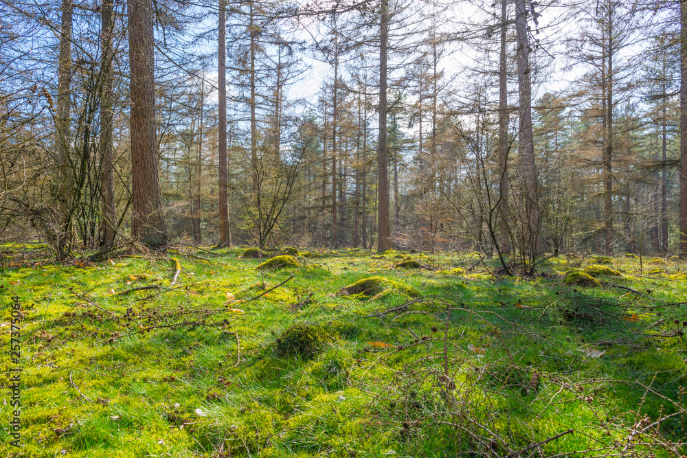 Fototapeta premium Clearing in a forest below a blue cloudy sky in winter