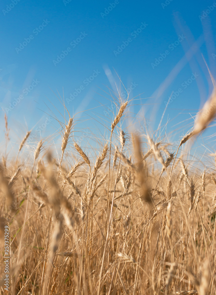 Obraz premium Wheat on the sky background