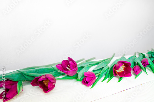 Bright pink tulips on white background with space for copy