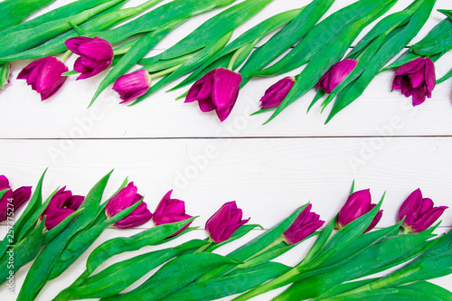Bright pink tulips on white background with space for copy