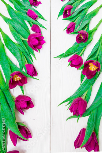 Bright pink tulips on white background with space for copy