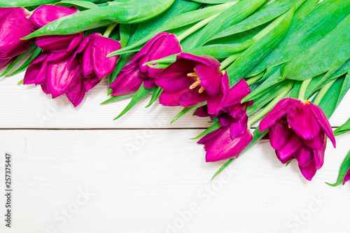 Bright pink tulips on white background with space for copy