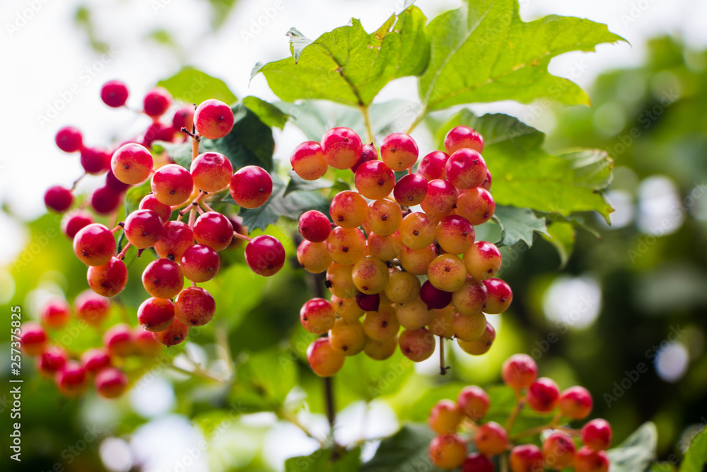 Image of red unripe viburnum fruit