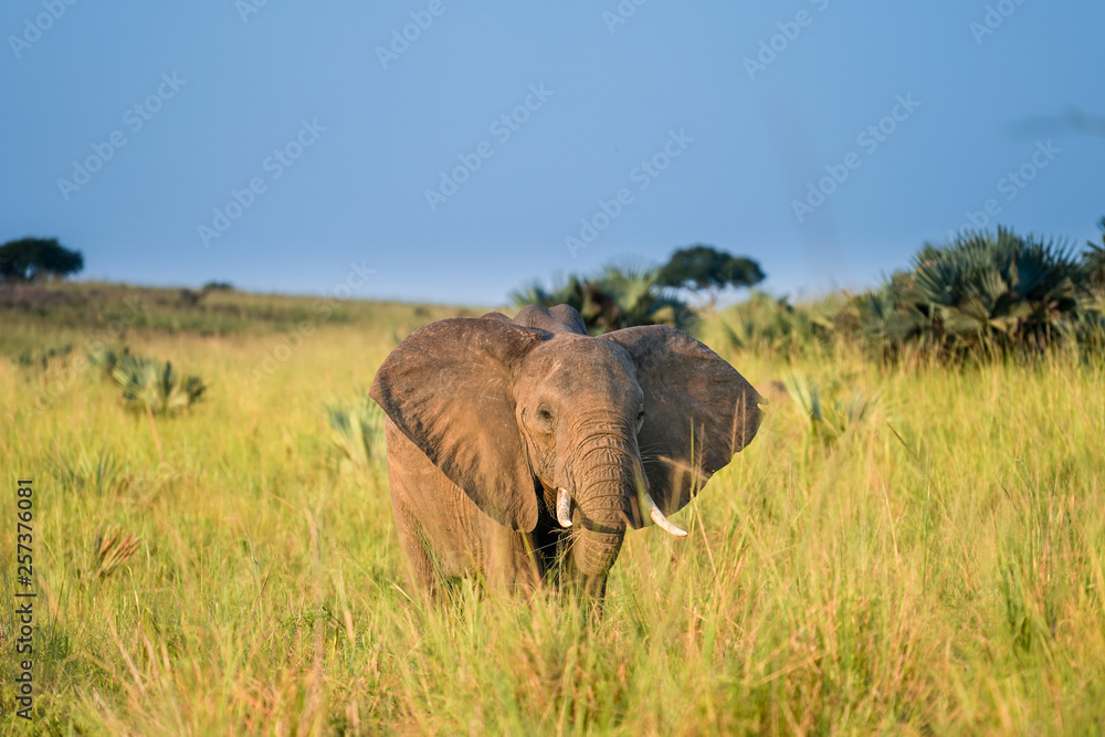 Fototapeta premium Family elephants in Uganda