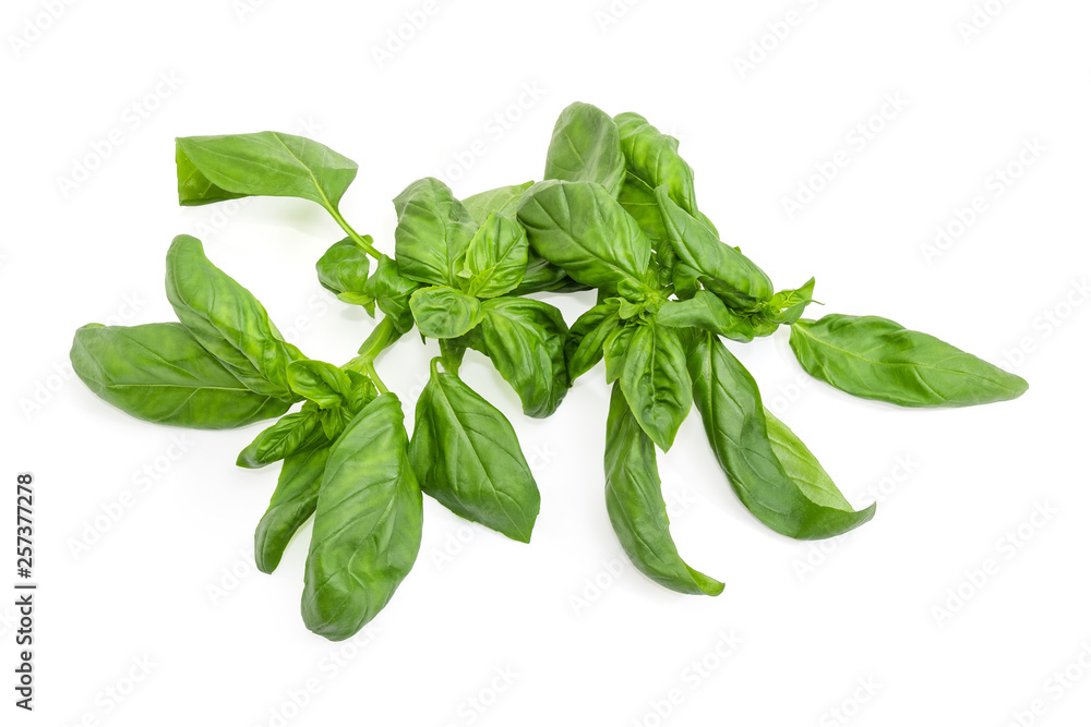Twigs of green basil on a white background close-up Twigs of green basil on a white background close-up