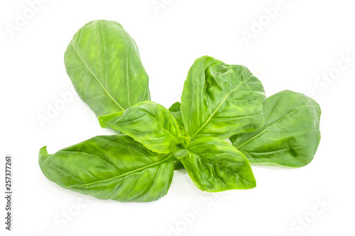 Twig of green basil on a white background close-up