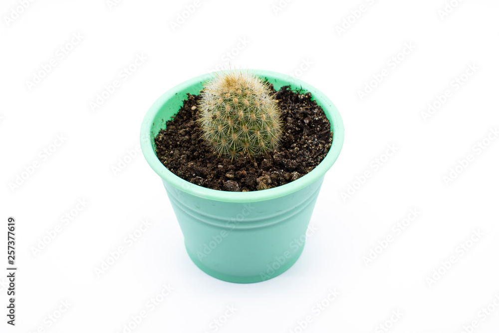 Pot succulents and cactus small plant isolated on white background, front view. Cactus on white.A lot of cacti in colorful pots. White background. Color. Decor for child's room. Advertising. Pot succulents and cactus small plant isolated on white background, front view. Cactus on white.A lot of cacti in colorful pots. White background. Color. Decor for child's room. Advertising.