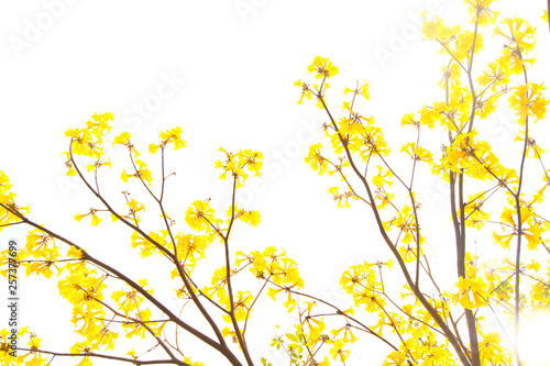 The tree is full of golden yellow, Commonly known as the golden tree.