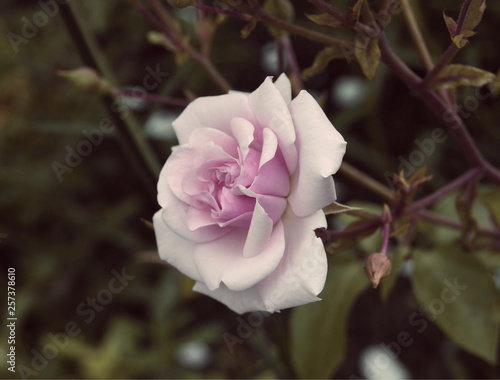 Roses in the garden.