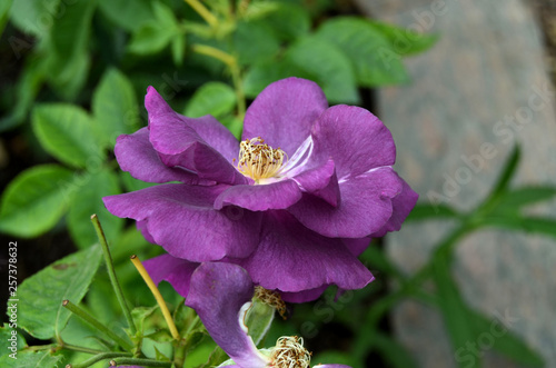Roses in the garden.