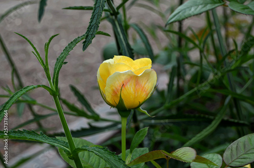 Roses in the garden.