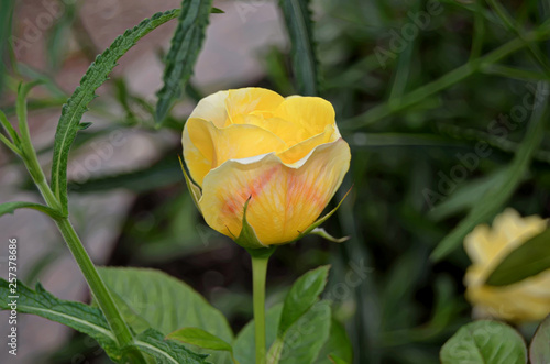 Roses in the garden.