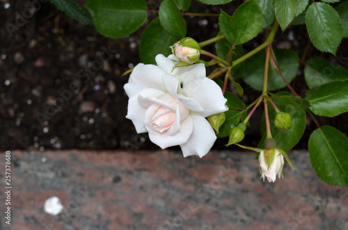 Roses in the garden.