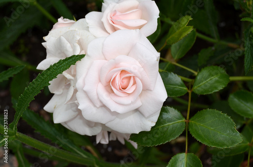 Roses in the garden.
