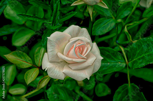 Roses in the garden.