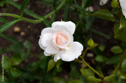 Roses in the garden.
