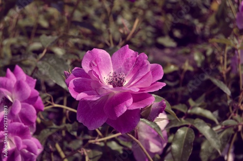 Roses in the garden.