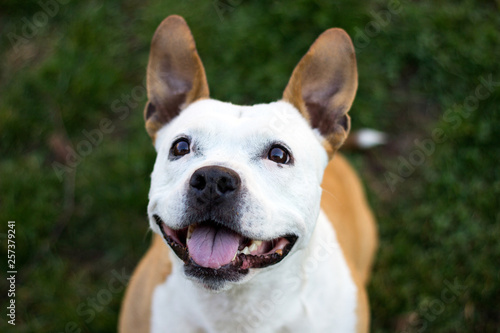 Playful dog face