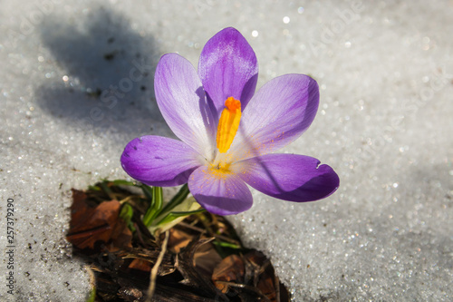 Macro di uno splendido bucaneve o crocus 