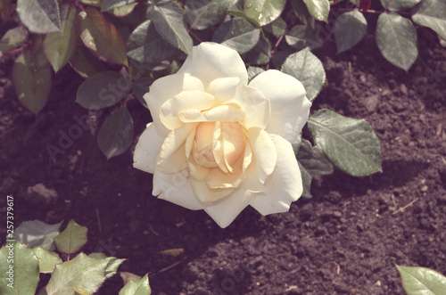 Roses in the garden.