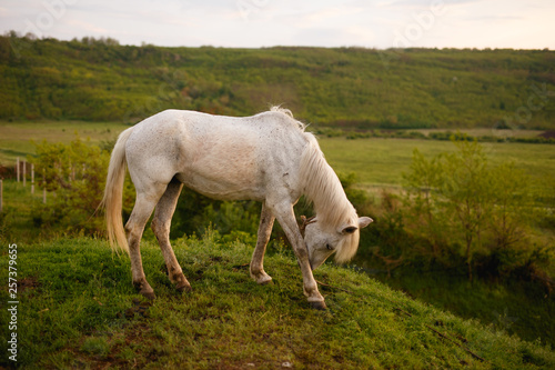 The profile of a white horse that bent his head, eating grass in the field. Animal in wild.