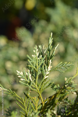 Wallpaper Mural Variegated Leyland cypress Torontodigital.ca