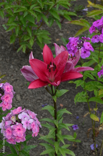 Lilies in the garden
