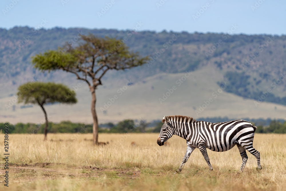 Obraz premium Zebra, acacia trees and the Oloololo escarpment, Masai Mara