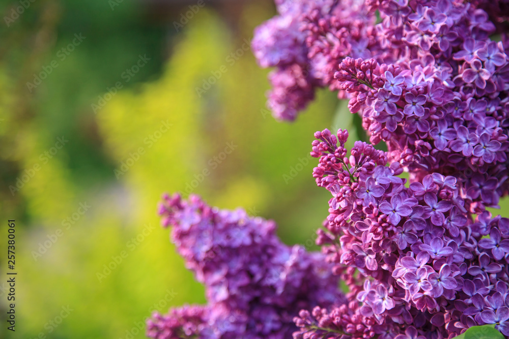 Lilac branch purple;A few purple lilac branch at spring day Lilac branch purple;A few purple lilac branch at spring day