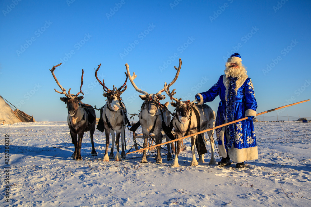 Φωτογραφία Christmas theme, sales, Happy  Santa Claus in a snowy forest, Santa on the background of a winter forest, Russian Santa Claus (Grandfather Frost), Santa Claus are near his reindeers in harness