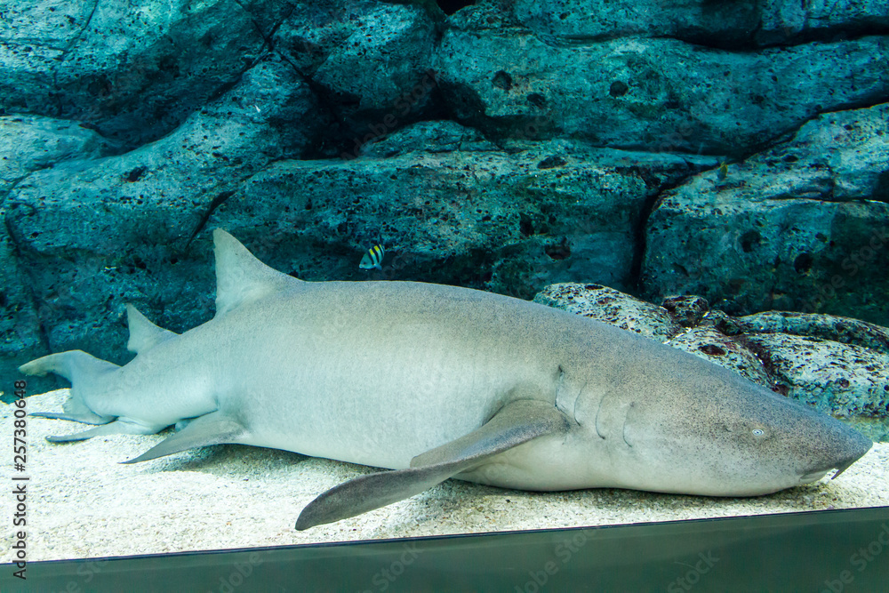 Fototapeta premium Nurse Shark (Ginglymostoma cirratum) sleeping on the sea floor