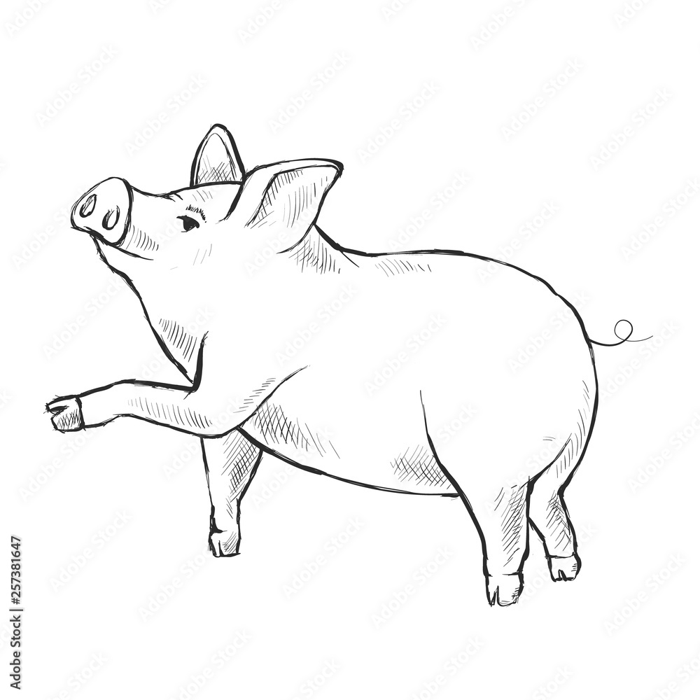 Contour Line Drawing. Funny pig. Hand-drawn. Coloring for kids.