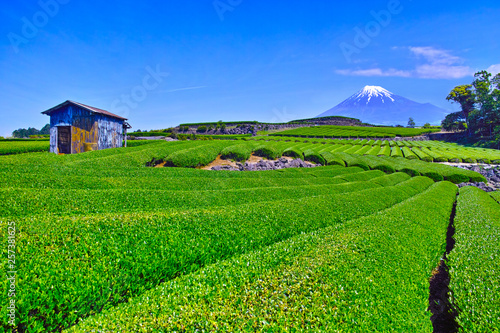 静岡県富士市からの茶畑と富士山