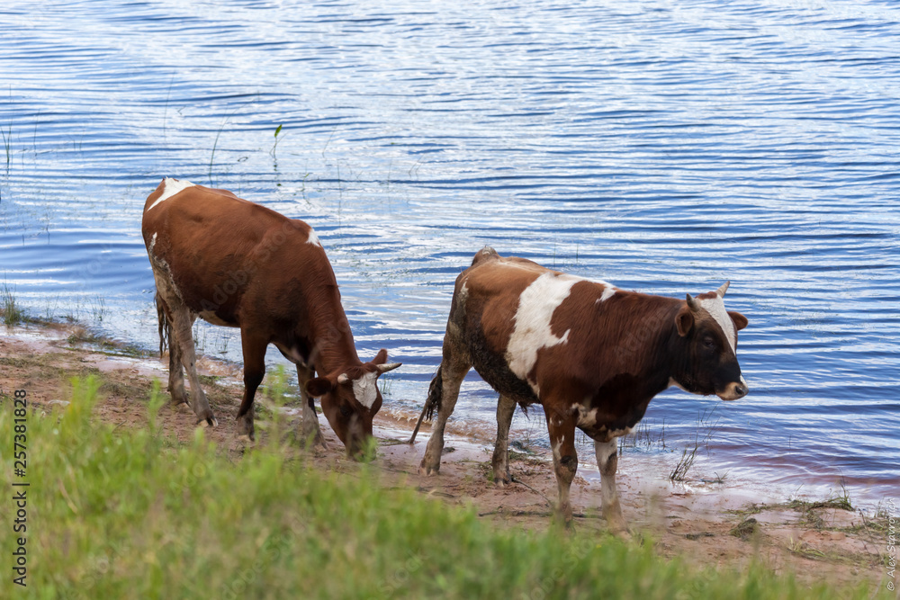 Cows graze and eat grass by the river Cows graze and eat grass by the river