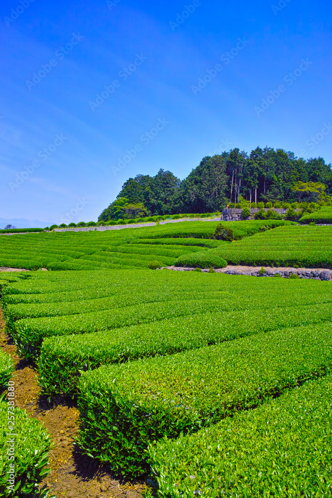 静岡県富士市の茶畑