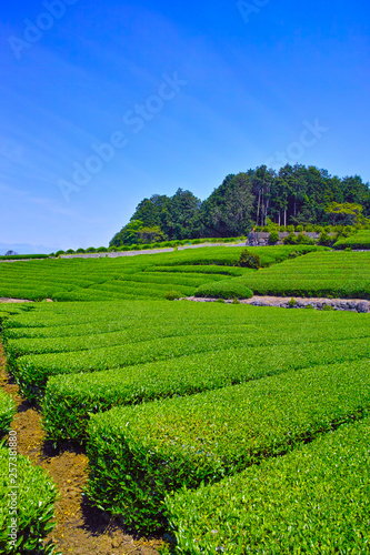 静岡県富士市の茶畑