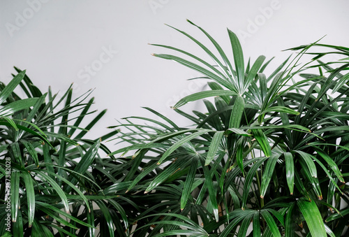 Tropical leaves background of Rhapis excelsa or Lady palm tree in the garden
