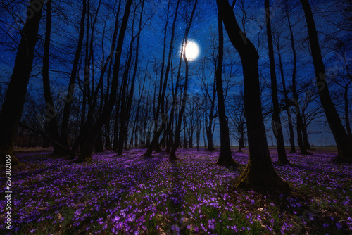 Valokuva Beautiful flowering meadow with a wild purple crocus or saffron flowers in moonl