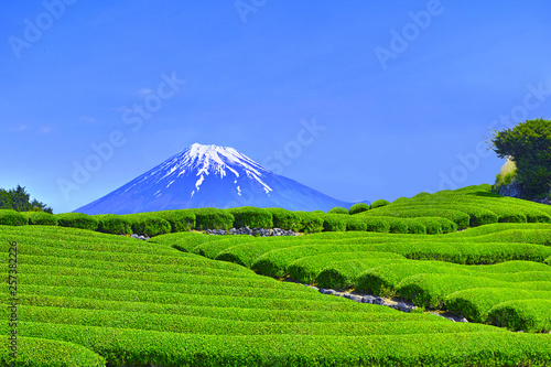 静岡県富士市からの茶畑と富士山