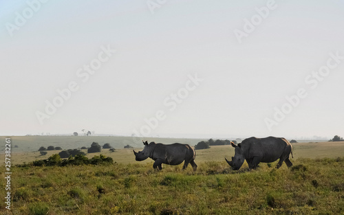Rhino Pair on Grassland in South Africa