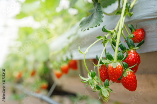 Konstfotografi The hydroponics strawberry at greenhouse hydroponics farm with high technology f